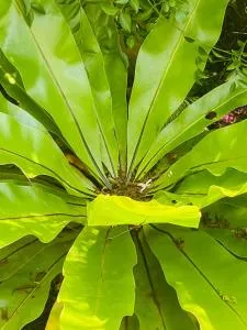 Shaabey Accomodation - Kotikawatta