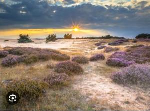 Bosrijk chalet Veranda, Honden