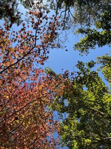 Refúgio dos Platanus
