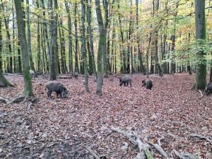 Chalet 139 Hakuna Matata