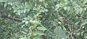 Perch Villa Homestay