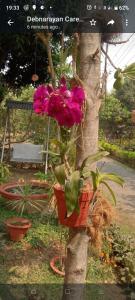 Perch Villa Homestay