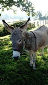 Maisons d'hotes La Haute Forge Maison d'Hotes : photos des chambres