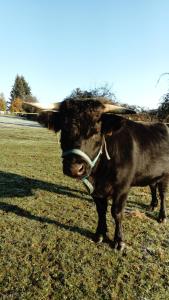 Maisons d'hotes La Haute Forge Maison d'Hotes : photos des chambres