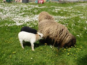 Maisons d'hotes La Haute Forge Maison d'Hotes : Appartement Supérieur
