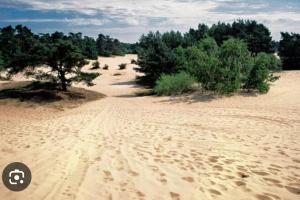 Chalet Woef op de Veluwe