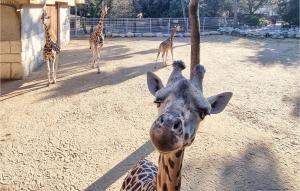 Maisons de vacances Beautiful Home In St-Georges-De-Didonne : photos des chambres