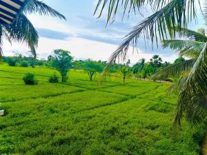 The Blue Sapphire Of Wilpattu