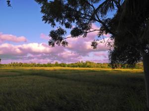 The Blue Sapphire Of Wilpattu