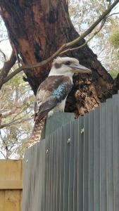 Saltbush - Ideally located and modernised MCM Beach House