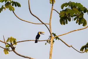 Balsa Nueva Lodge-Farm Stay & Café-Ocean & Jungle-Views