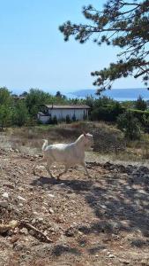 Cozy Studio with Forest View & Bath - 10min drive to Black Sea Beach