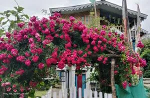 Yuksam Homestay - Pemayangtse