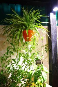 Cosy Banjara Guest House