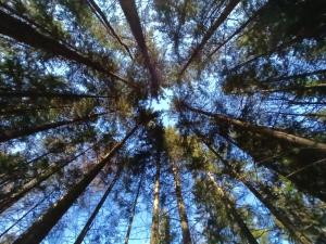 House Apartma Čebela with jacuzzi 