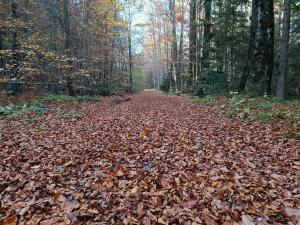 House Apartma Čebela with jacuzzi 