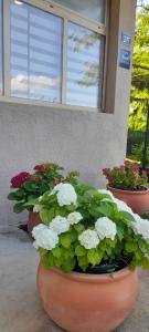 Hortensia 