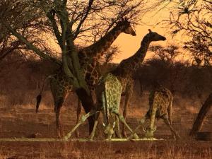 Big Cats Namibia Farmstay & Tours