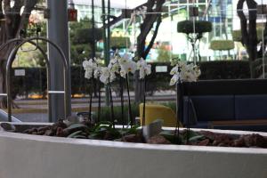 Holiday Inn Express Guadalajara Expo by IHG