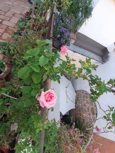 Residenza Pigneto 1910