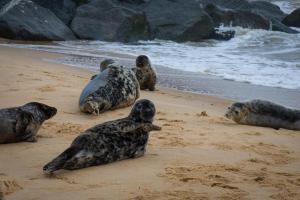 4 Berth Chalet To Hire In Just Walking Distance To Hemsby Beach Ref 18152B