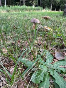 Chalet en pleine nature