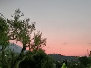 Il giardino degli ulivi