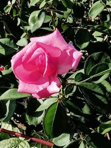 Il giardino degli ulivi