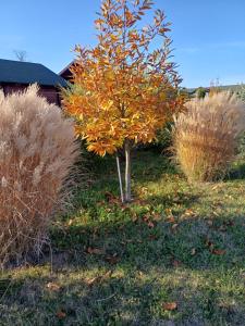 Casa de vacanta ROUA DIMINETII