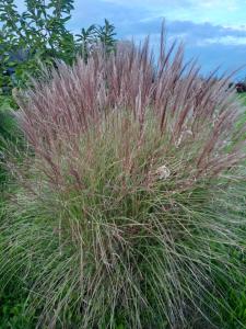 Casa de vacanta ROUA DIMINETII