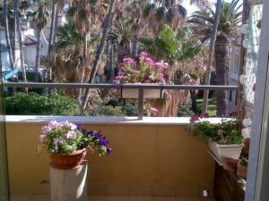 Riccio di Mare - Large and bright flat on the sea