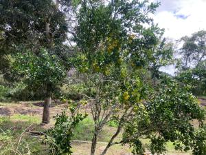 Rancho 7 maravilha