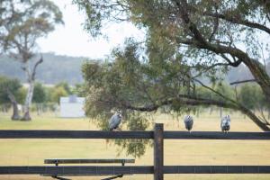 LAir du Wombat Truffle Farm