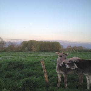 B&B / Chambres d'hotes La Ferme des Isles : photos des chambres