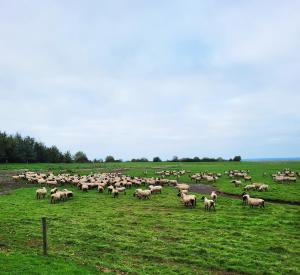 B&B / Chambres d'hotes Petit Chatelet bis : photos des chambres