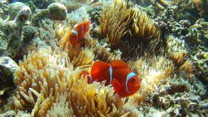 Waru Homestay Gili Gede