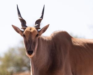 Jansen Kalahari Guest Farm