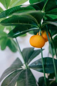 Tree House - Casa Laranjeira