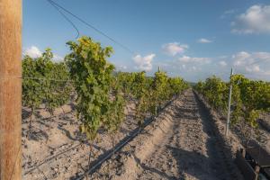Víd de Luna San Miguel de Allende