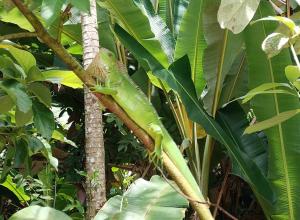 El Gecko Hotel & Tours