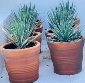 Villa Lux Playa Oaxaca