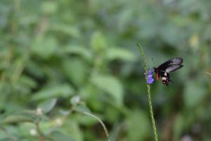 donPadris Estate Bungalow