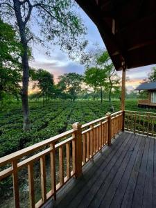 The Postcard in the Durrung Tea Estate, Assam