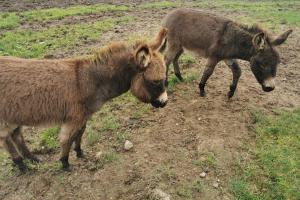 Ferienwohnung-Rungholt-Edomsharder-Hof-Nordstrand