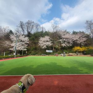 Newly Renovated Cozy Studio#9