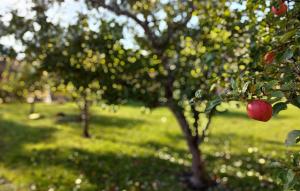 Amazing Home In Västra Torup With Wifi