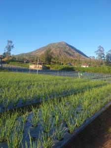 Polege Side Cottage and tracking - 3hvězdičkové hotely ve městě Kubupenlokan