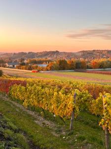 Brzozowy Dworek - Winnica Lipowiec