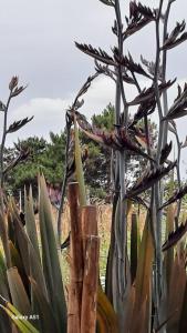 LA LECHUZA de San Edu