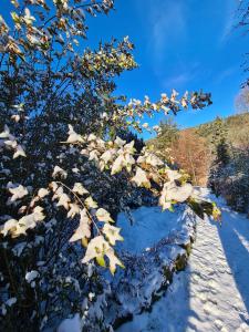 Chalets Le Chalet Cosy piscine et spa : photos des chambres